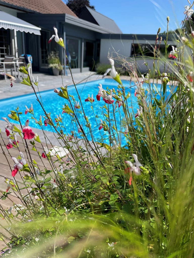 herbes dans jardin avec piscine